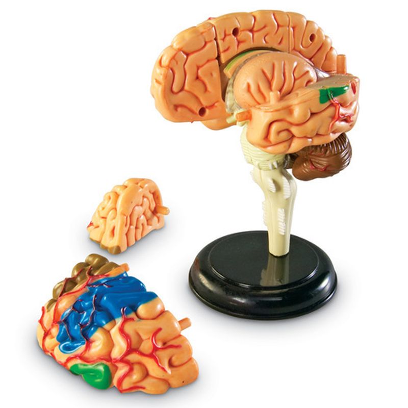 картинка Развивающая игрушка "Анатомия человека. Мозг"  (31 элемент) от магазина снабжение школ