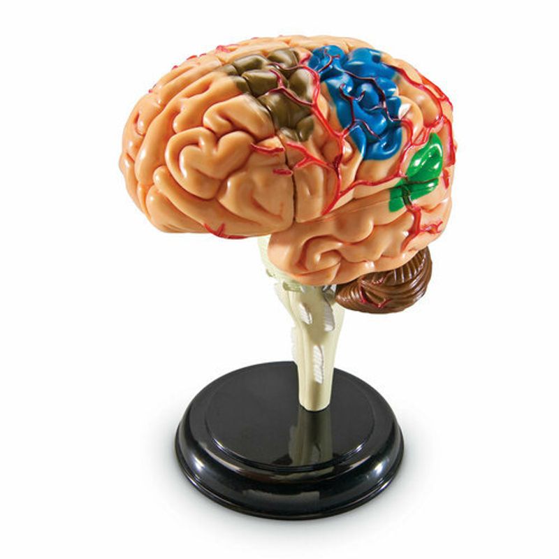 картинка Развивающая игрушка "Анатомия человека. Мозг"  (31 элемент) от магазина снабжение школ