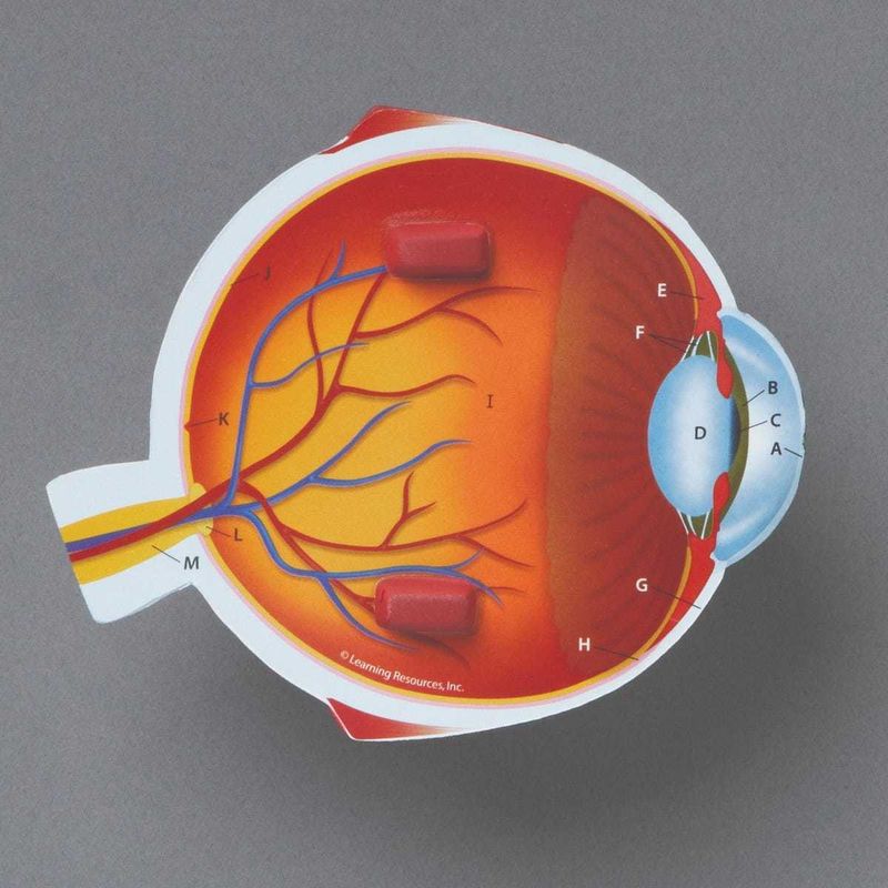 картинка Развивающая игрушка  "Глаз человека модель в разрезе" (демонстрационный материал из мягкой пены, 14см., 1 элемент ) от магазина снабжение школ