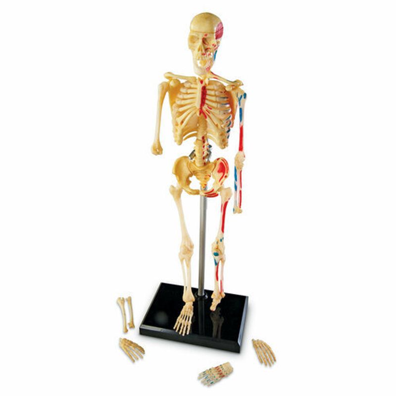картинка Развивающая игрушка "Анатомия человека. Скелет"  (41 элемент) от магазина снабжение школ