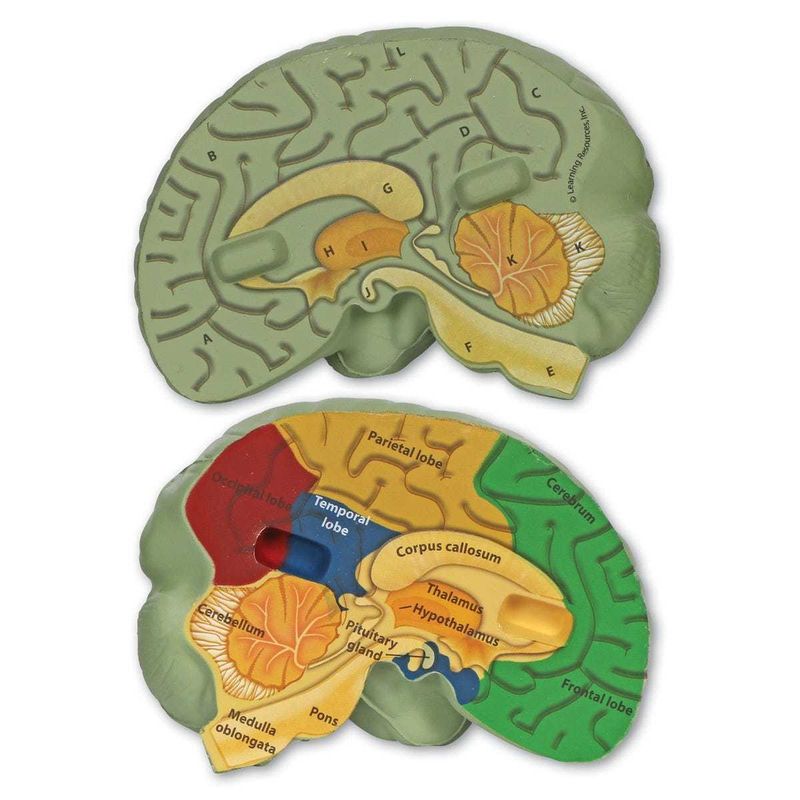 картинка Развивающая игрушка  "Мозг человека модель в разрезе" (демонстрационный материал из мягкой пены, 12.5см., 1 элемент ) от магазина снабжение школ