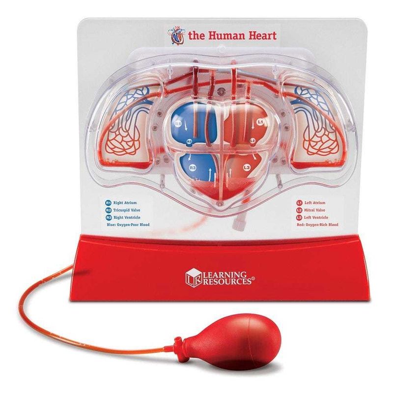 картинка Развивающая игрушка "Кровеносная система человека" (демонстрационный материал с ручным насосом) от магазина снабжение школ