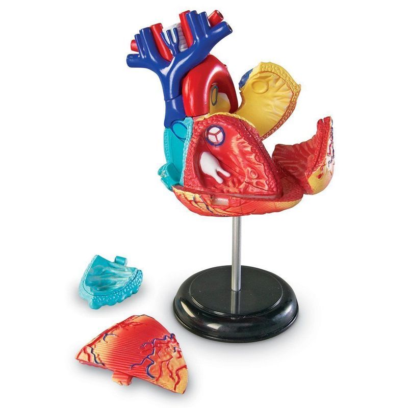 картинка Развивающая игрушка "Анатомия человека. Сердце"  (29 элементов) от магазина снабжение школ