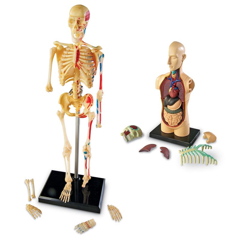 картинка Развивающая игрушка "Анатомия человека"  (Мозг, Сердце, Тело, Скелет. 132 элемента) от магазина снабжение школ