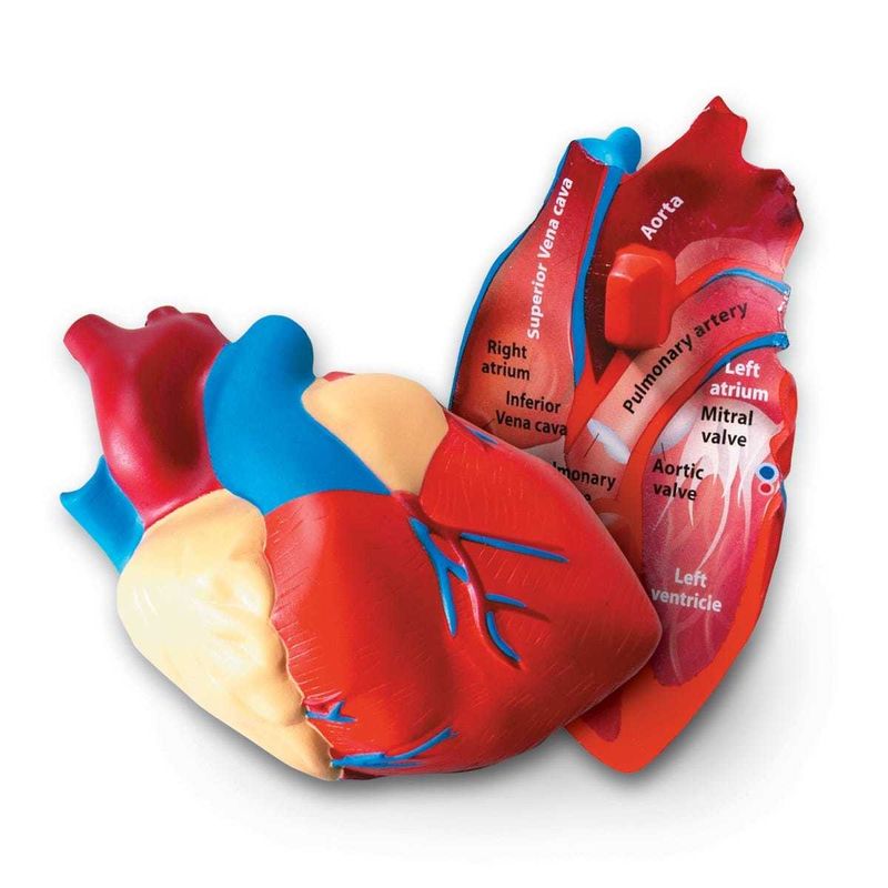 картинка Развивающая игрушка  "Сердце человека модель в разрезе" (демонстрационный материал из мягкой пены, 12.5см., 1 элемент ) от магазина снабжение школ