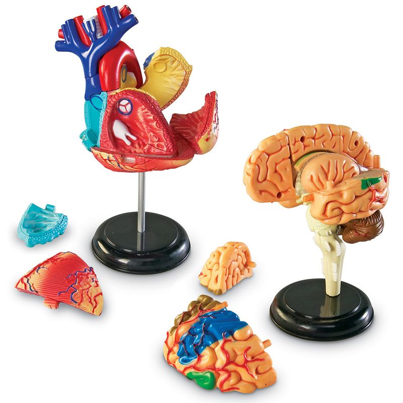 картинка Развивающая игрушка "Анатомия человека"  (Мозг, Сердце, Тело, Скелет. 132 элемента) от магазина снабжение школ