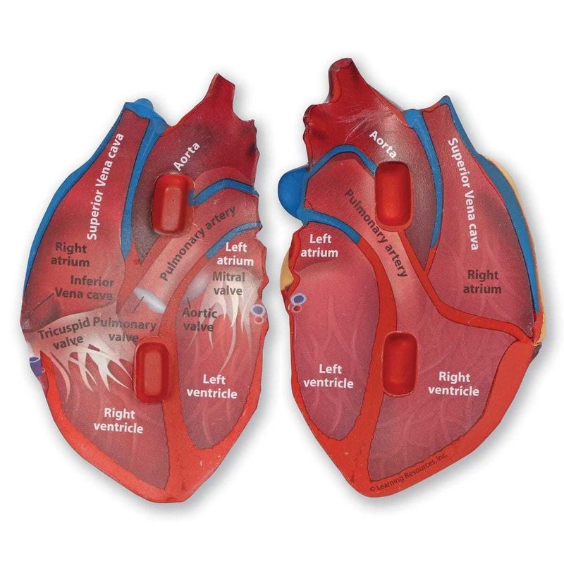 картинка Развивающая игрушка  "Сердце человека модель в разрезе" (демонстрационный материал из мягкой пены, 12.5см., 1 элемент ) от магазина снабжение школ