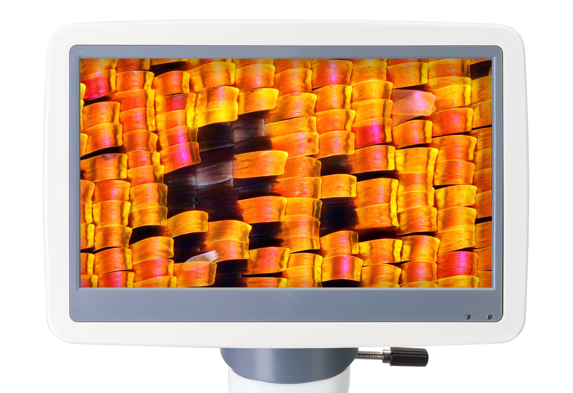 картинка Микроскоп цифровой Levenhuk D95L LCD, монокулярный от магазина снабжение школ