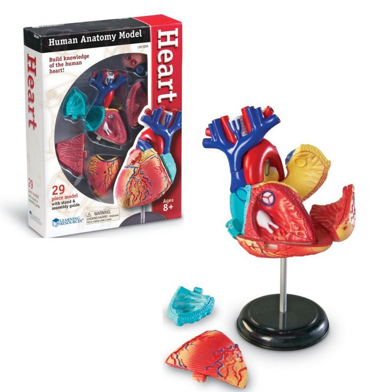картинка Развивающая игрушка "Анатомия человека. Сердце"  (29 элементов) от магазина снабжение школ