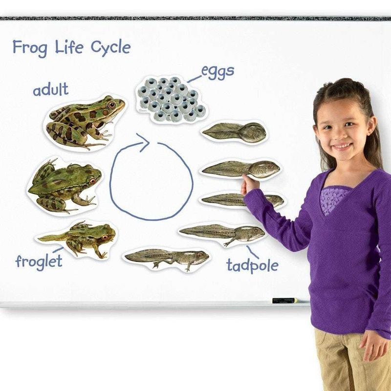 картинка Развивающая игрушка "Жизненный цикл лягушки",магнитный  (демонстрационный материал, 9 элементов ) от магазина снабжение школ
