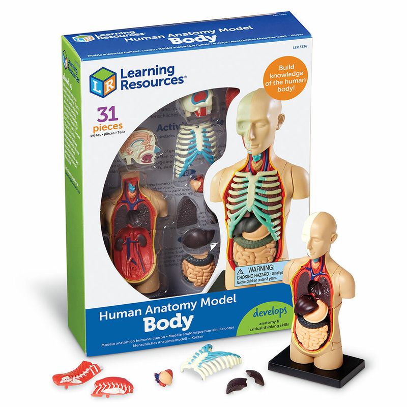 картинка Развивающая игрушка "Анатомия человека. Тело"  (31 элемент) от магазина снабжение школ